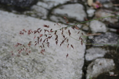 Melinis repens