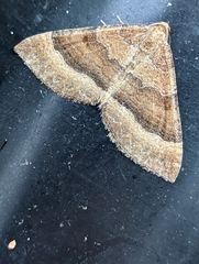 Larentia clavaria