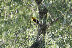 Oriolus oriolus