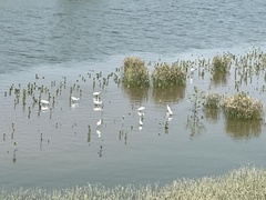 Platalea minor