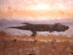 Hemidactylus maculatus