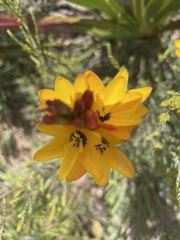 Ixia dubia