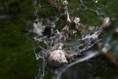 Uloborus