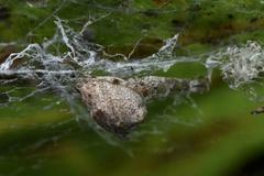 Uloborus
