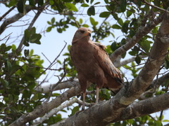 Buteogallus meridionalis