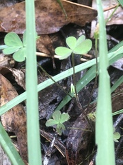Oxalis perennans