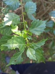 Premna hengchunensis