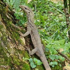 Varanus nebulosus