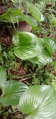 Hosta plantaginea