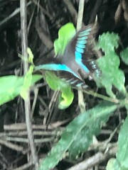 Graphium sarpedon connectens