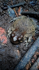 Sclerophrys capensis