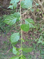 Premna hengchunensis