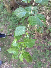 Premna hengchunensis