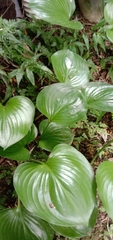 Hosta plantaginea
