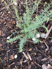 Rhodanthe anthemoides