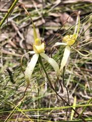 Caladenia venusta