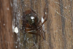 Nesticodes