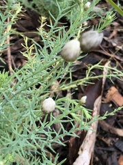 Rhodanthe anthemoides
