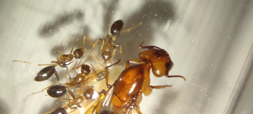 Camponotus maculatus subnudusCamponotus maculatus subnudus