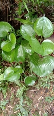 Hosta plantaginea