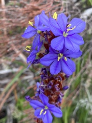 Aristea capitata