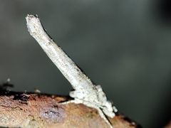 Zelleria oleastrella