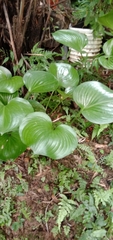 Hosta plantaginea