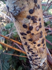 Hypoxylon fragiforme