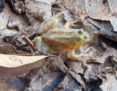 Occidozyga lima