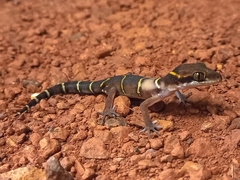 Cyrtodactylus deccanensis