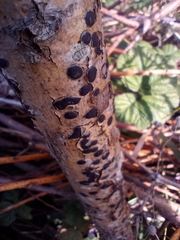 Hypoxylon fragiforme