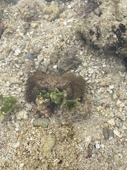 Pilumnus vespertilio