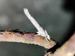 Zelleria oleastrella