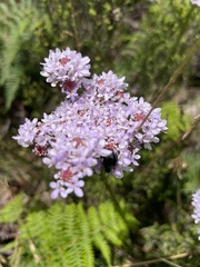 Pseudoselago serrata