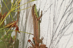 Phoenicolacerta laevis