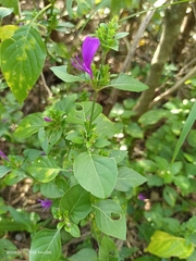 Hypoestes purpurea