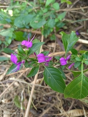 Hypoestes purpurea