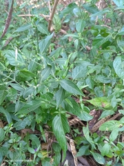 Hypoestes purpurea