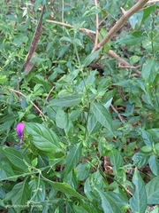 Hypoestes purpurea