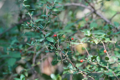 Pyracantha coccinea