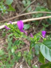 Hypoestes purpurea