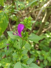 Hypoestes purpurea