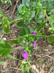 Hypoestes purpurea
