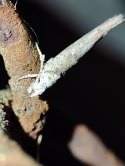 Zelleria oleastrella