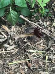 Neurothemis taiwanensis