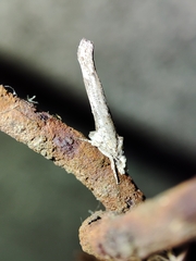 Zelleria oleastrella