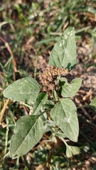 Amaranthus deflexus