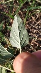 Amaranthus deflexus