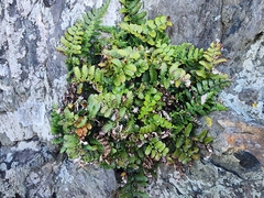 Asplenium difforme