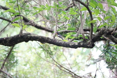 Ficedula mugimaki